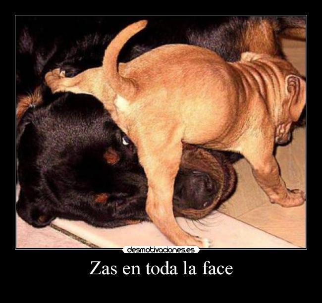 Zas en toda la face -