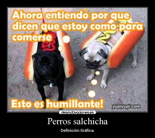 Perros salchicha - 