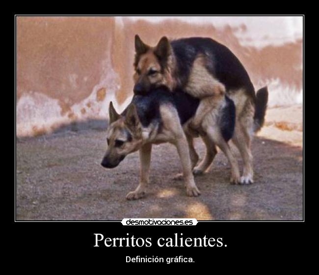 Perritos calientes. -