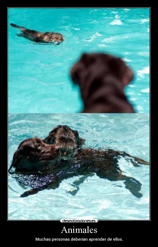 Animales - Muchas personas deberían aprender de ellos.