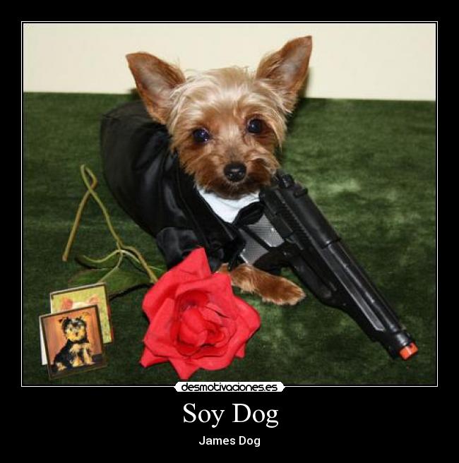 Soy Dog - James Dog