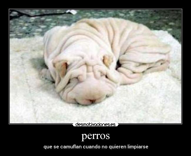 perros - que se camuflan cuando no quieren limpiarse