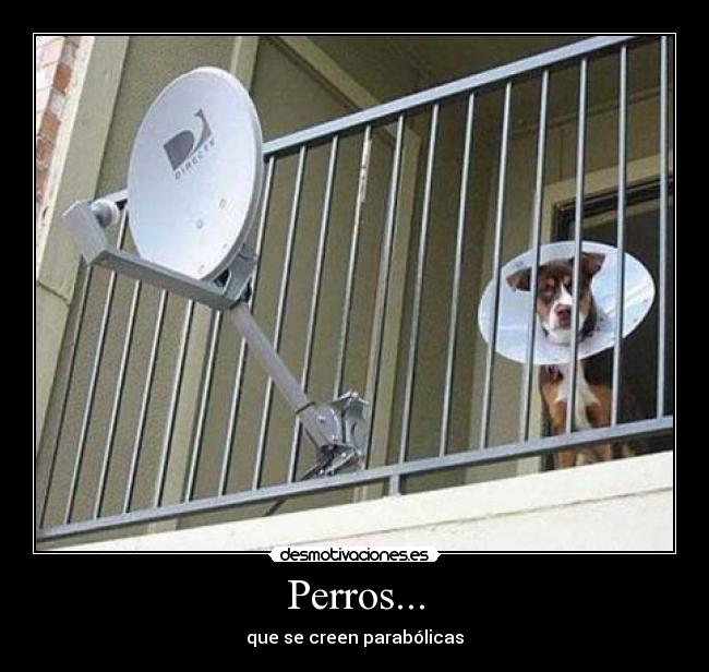 Perros... -