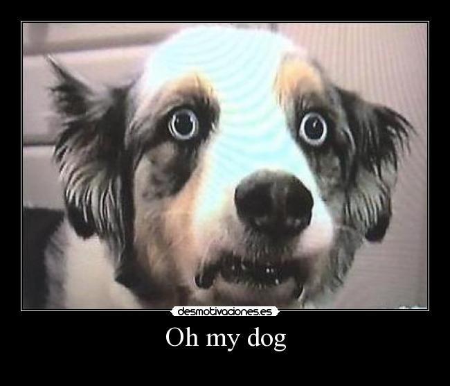 carteles dog desmotivaciones