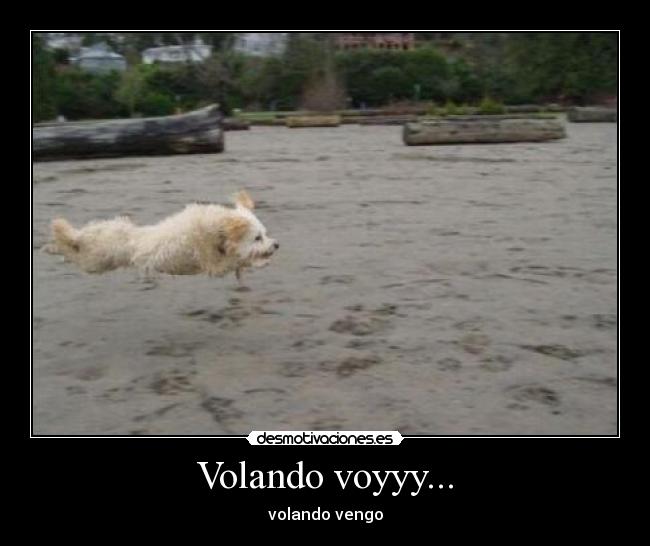Volando voyyy... -