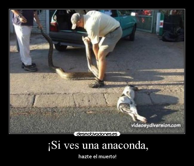 ¡Si ves una anaconda, -