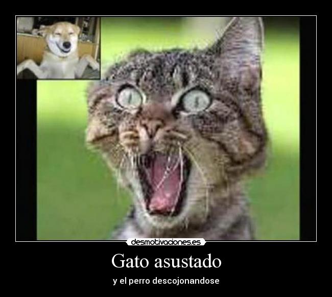 Gato asustado - y el perro descojonandose