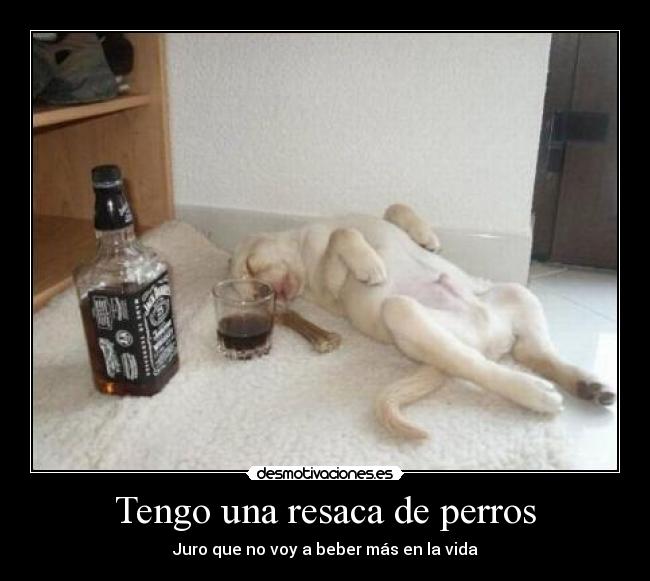 Tengo una resaca de perros -