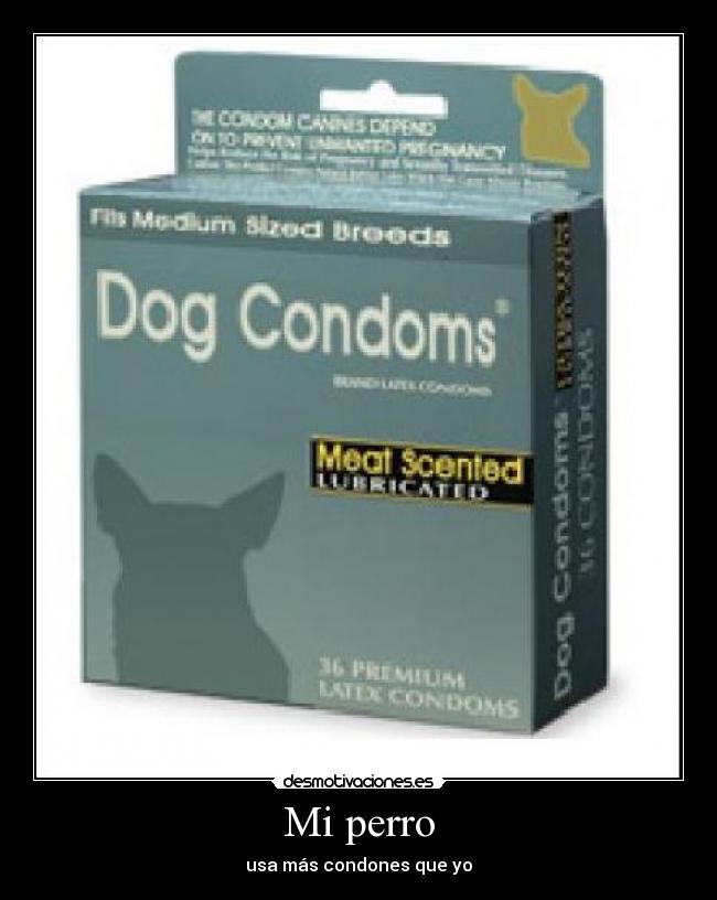 Mi perro - usa más condones que yo