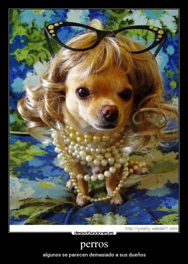 perros - algunos se parecen demasiado a sus dueños