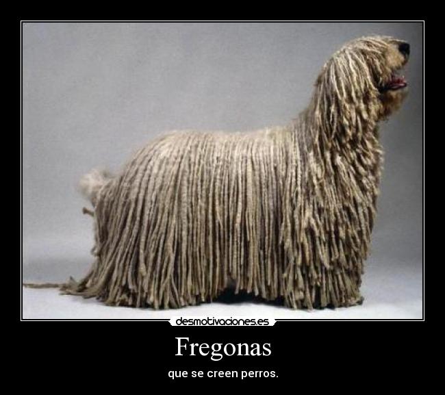 Fregonas -