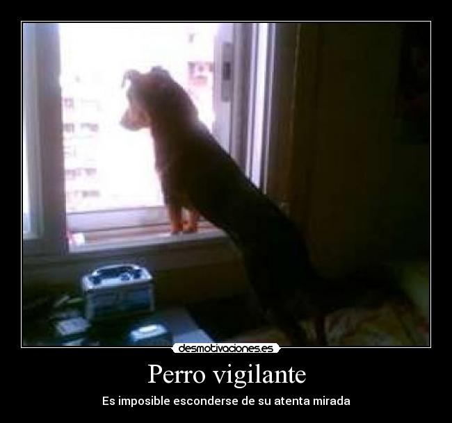 Perro vigilante - 