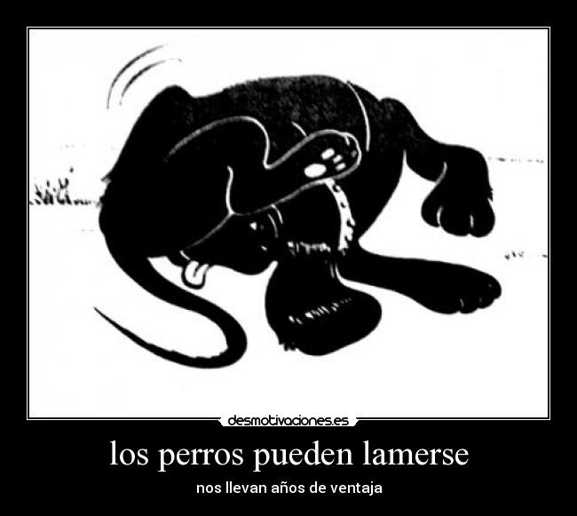 los perros pueden lamerse - nos llevan años de ventaja