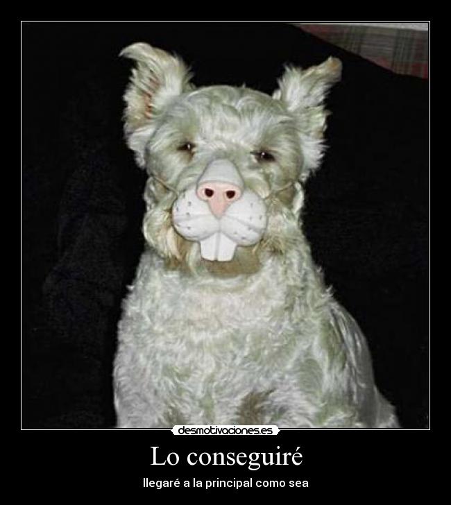 carteles perro desmotivaciones