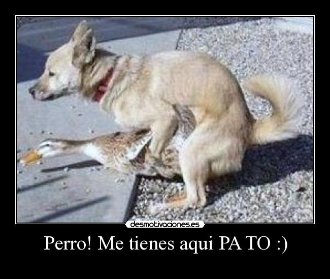 Perro! Me tienes aqui PA TO :) -