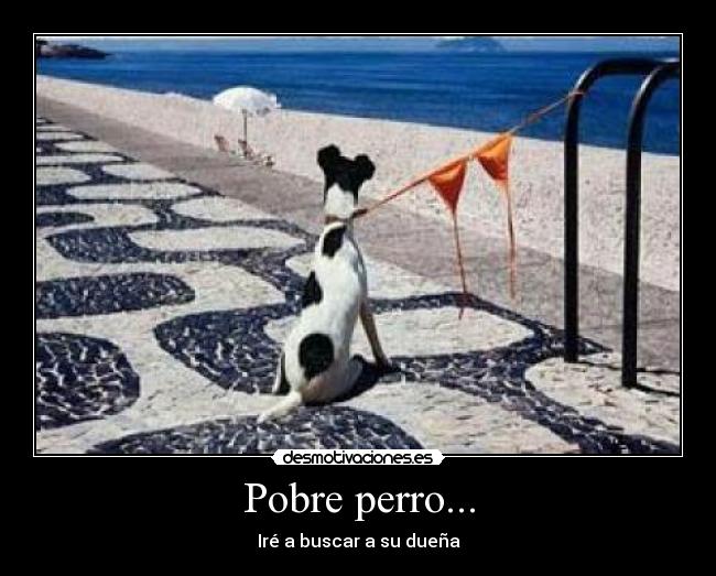 Pobre perro... - Iré a buscar a su dueña