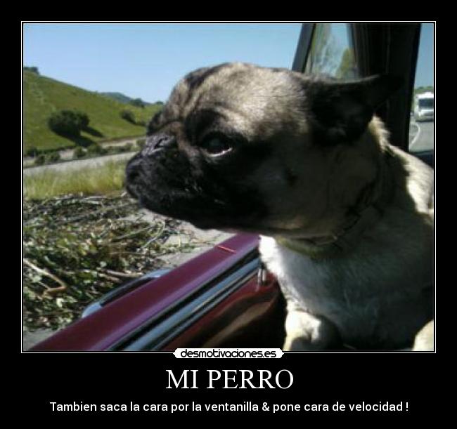 MI PERRO -