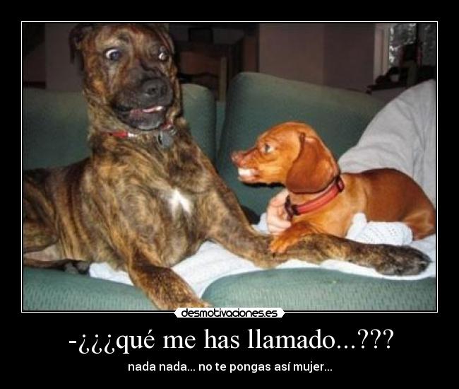 carteles perros desmotivaciones