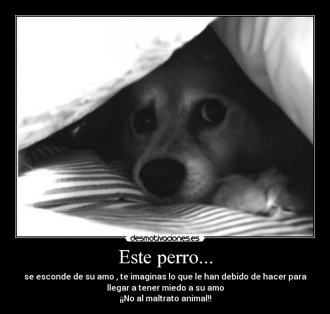 Este perro... -