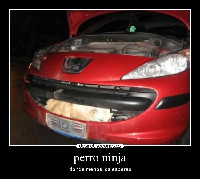 perro ninja -