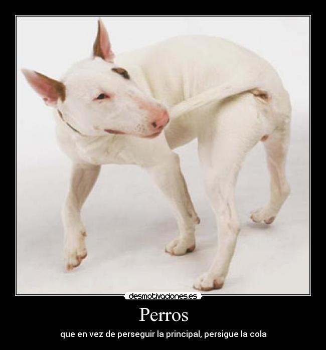 Perros -
