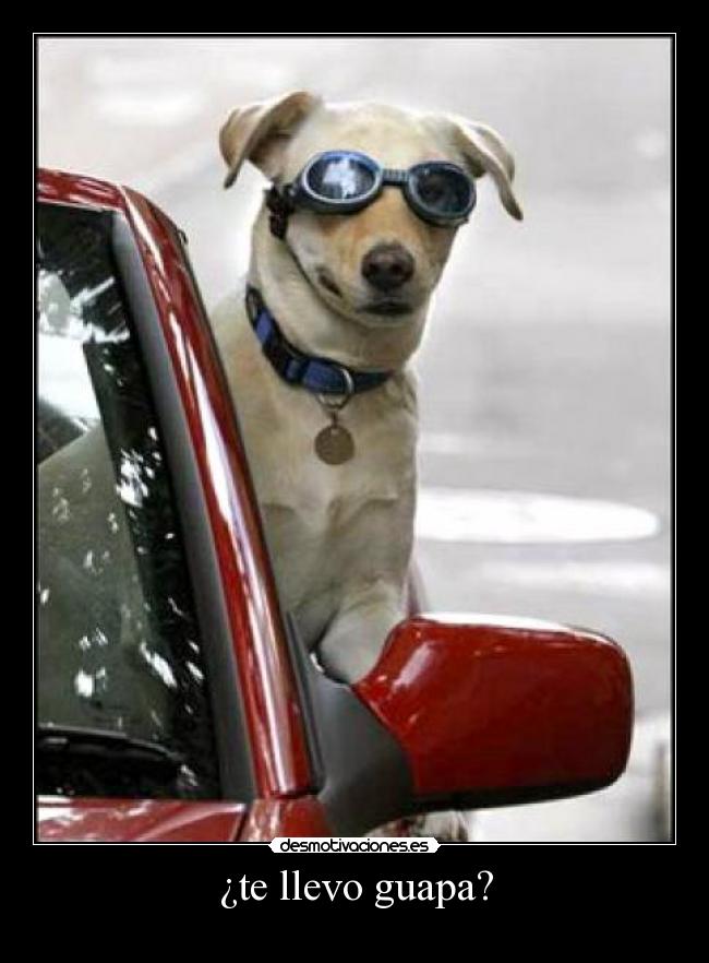 carteles perro conductor guapa desmotivaciones
