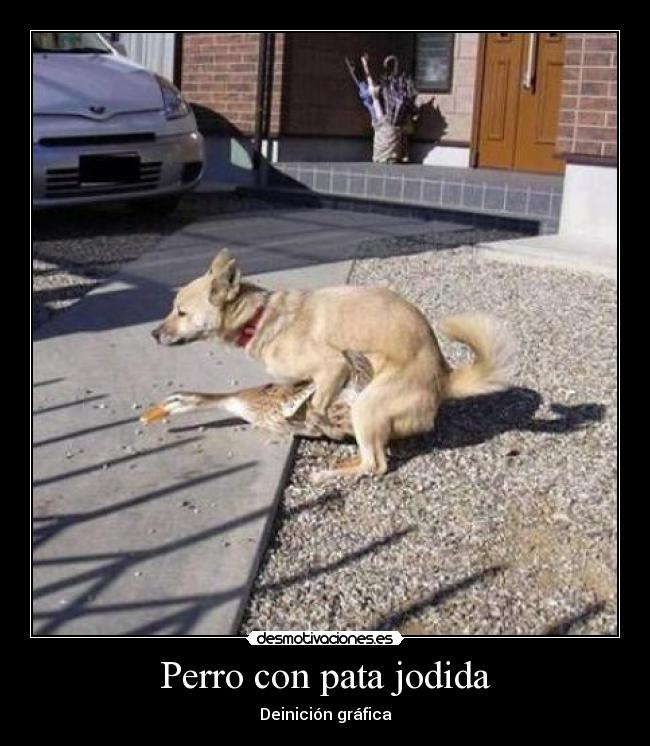 Perro con pata jodida - 