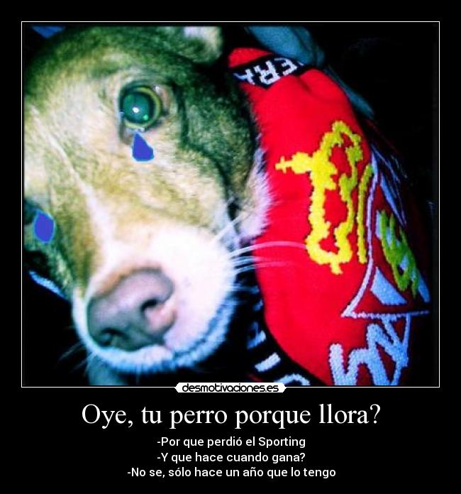 Oye, tu perro porque llora? - -Por que perdió el Sporting
-Y que hace cuando gana?
-No se, sólo hace un año que lo tengo