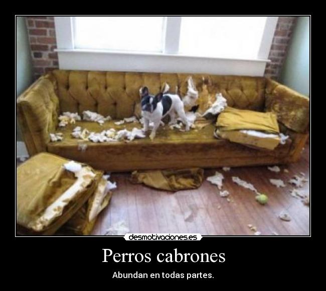 Perros cabrones - Abundan en todas partes.
