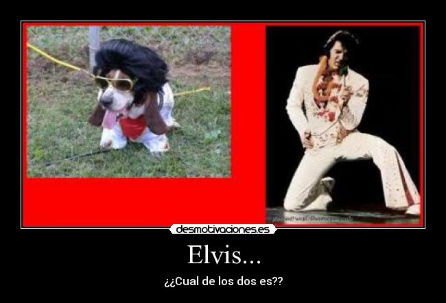 Elvis... -