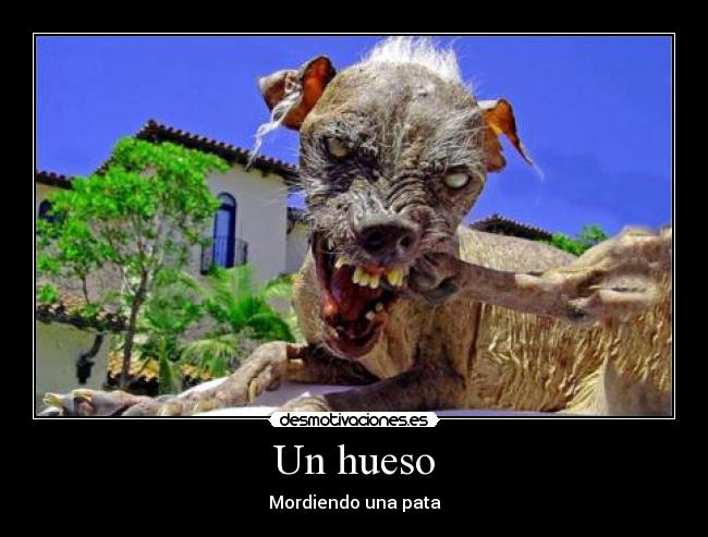 Un hueso - Mordiendo una pata