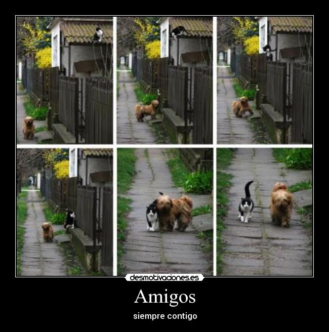 Amigos -