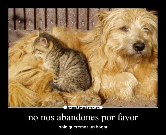 no nos abandones por favor - 
