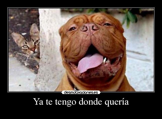 Ya te tengo donde quería - 