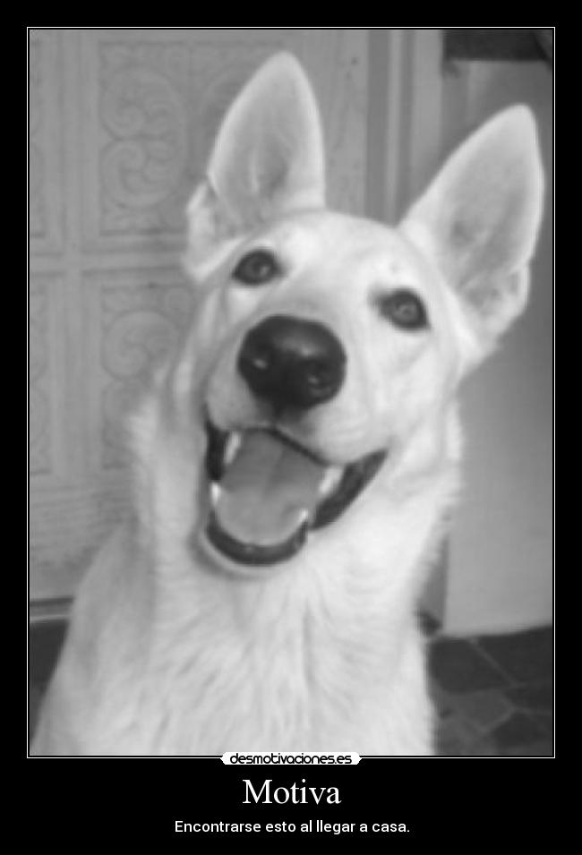 Motiva - Encontrarse esto al llegar a casa.