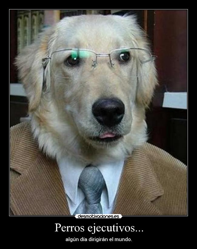 Perros ejecutivos... - algún día dirigirán el mundo.