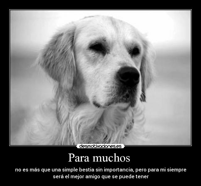 Para muchos - no es más que una simple bestia sin importancia, pero para mi siempre
será el mejor amigo que se puede tener