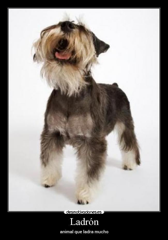 Ladrón - animal que ladra mucho
