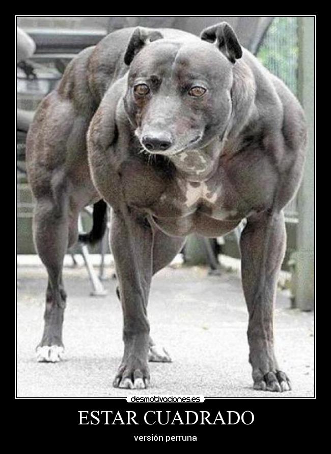 ESTAR CUADRADO - versión perruna