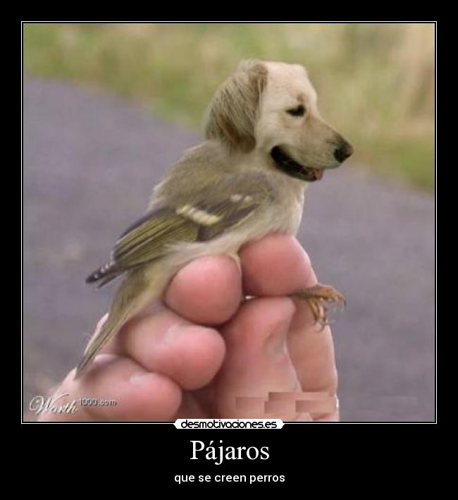 Pájaros - que se creen perros