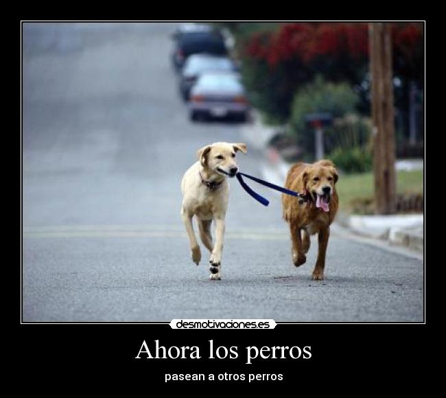 Ahora los perros - 