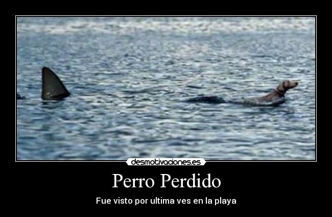 Perro Perdido - 