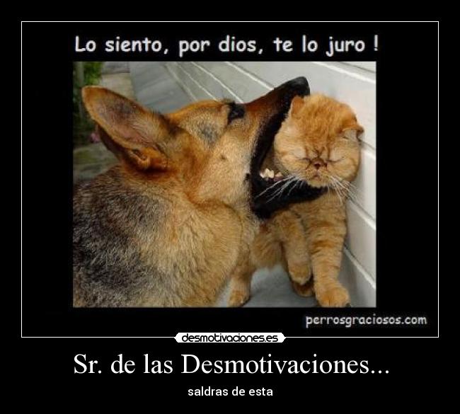 carteles desmotivaciones perros desmotivaciones