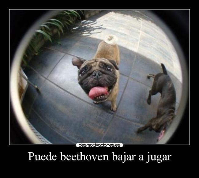 Puede beethoven bajar a jugar - 