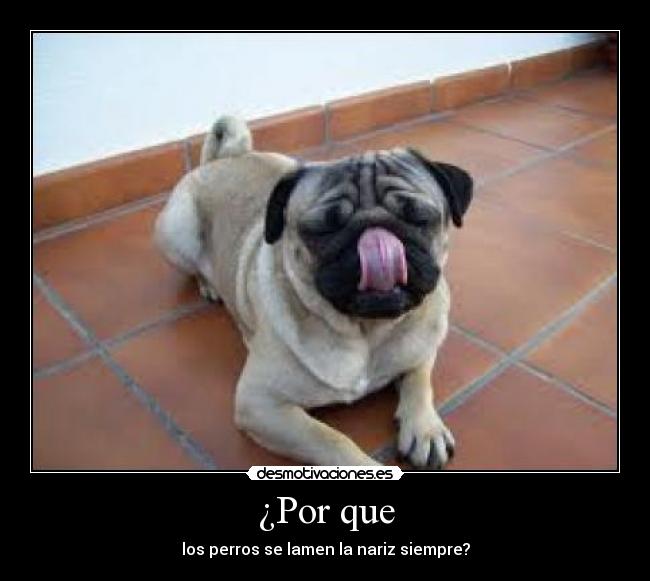 ¿Por que - los perros se lamen la nariz siempre?