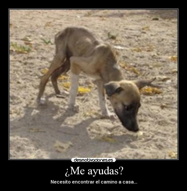 ¿Me ayudas? - Necesito encontrar el camino a casa...