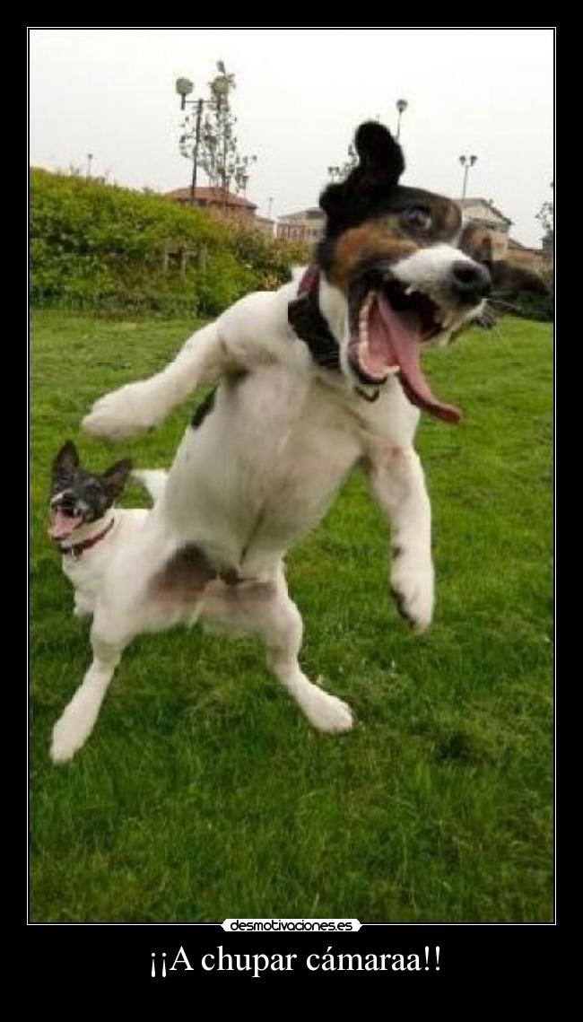 ¡¡A chupar cámaraa!! -