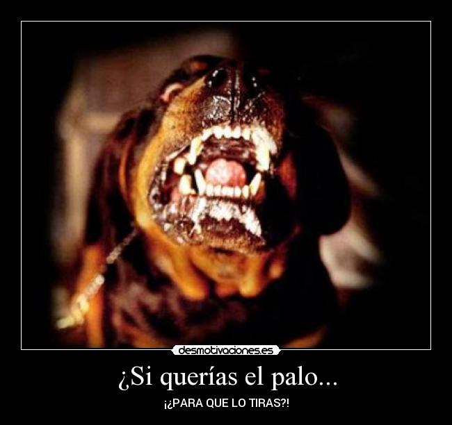 ¿Si querías el palo... - ¡¿PARA QUE LO TIRAS?!