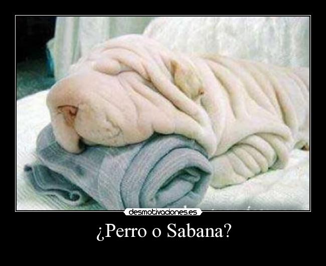 ¿Perro o Sabana? - 