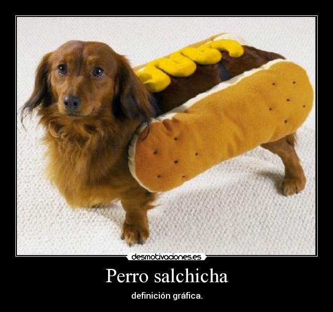 Perro salchicha - 